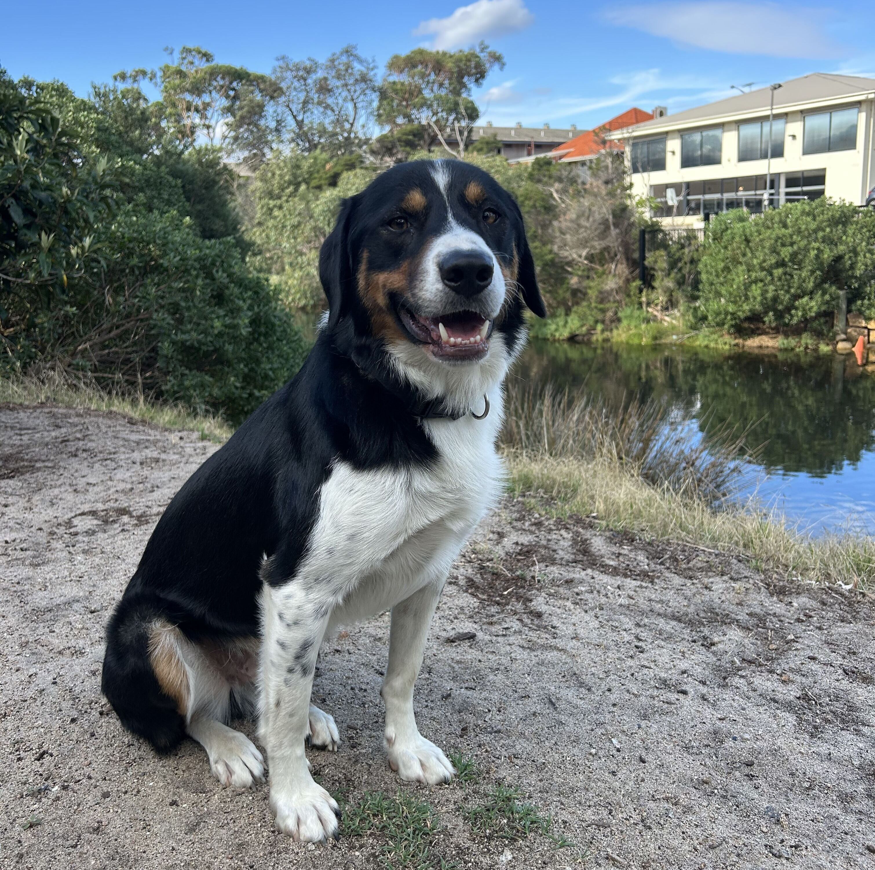 Therapy dog at Woodleigh School