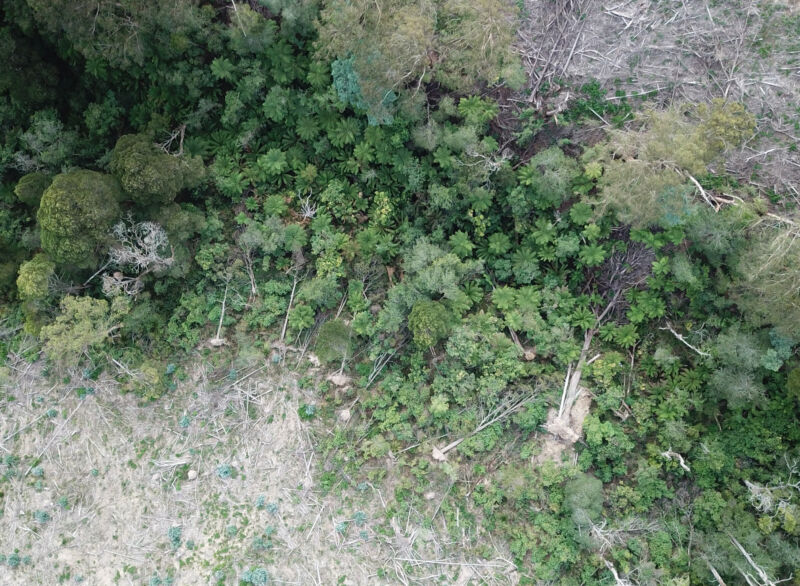 From the Bush Track to the Strzeleckis.